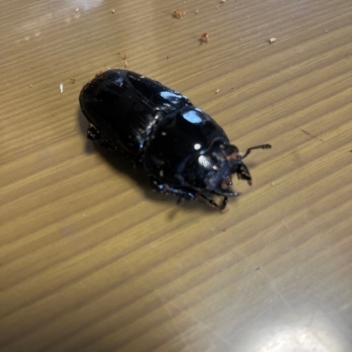 能勢YG血統　
オオクワガタ　ペア　　
