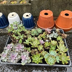 多肉植物　　0円

