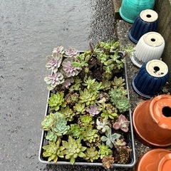 多肉植物　　0円
の画像