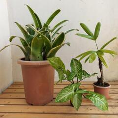 【💖Thankyou💖】🌱観葉植物セット🌱