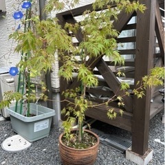 紅葉の木　(植木鉢含)
