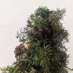ミニクリスマスツリー(ブリザーブドグリーン)高さ２７ｃｍ：Fineの画像