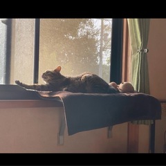 窓辺用　猫ベッド