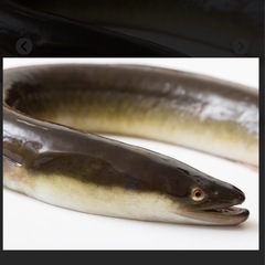鰻好きな方 - その他