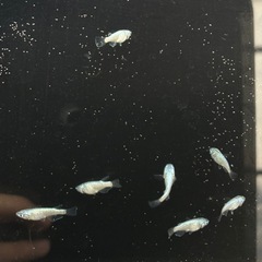 メダカ（ネプチューン）A2の画像