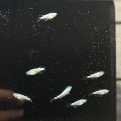メダカ（ネプチューン）A2の画像