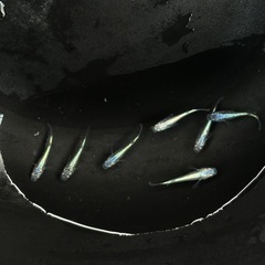 メダカ（ネプチューン）A2の画像