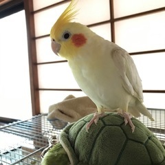 オカメインコ　捜索