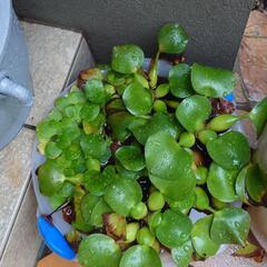 水草　ホテイ草、アマゾンなんとか？