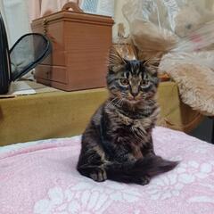 保護子猫ちゃんの里親様募集