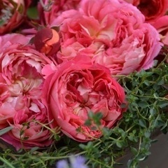 お取引き中　アルゴノーツ　薔薇　苗木