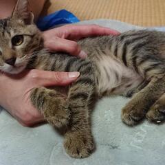 生後3ヶ月メス猫ちゃん