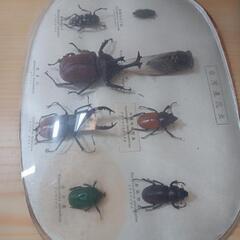 昆虫剥製