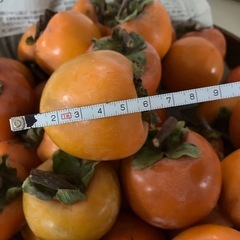 完全無農薬🌳渋柿です🌳干し柿用20個の画像