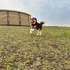 犬友募集中です🐶