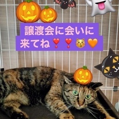 10月20日(日)🎃譲渡会👻すみれペットクリニック様にて『立川地...