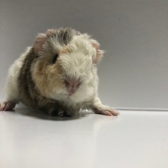 080.テディモルモット