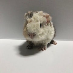 080.テディモルモット − 宮崎県