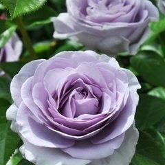 お取引き中　ブルーバユー　薔薇　苗木