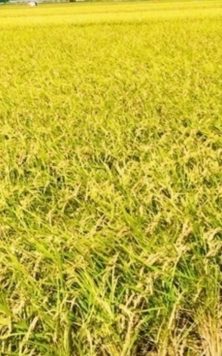 菊池産　新米30kg