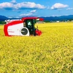 菊池産　新米30kg