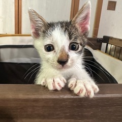 まえがみちゃん🌷きじしろ　男の子