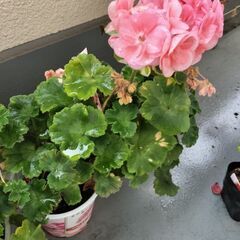 ロザリア ゼラニウム テンジクアオイ 観葉植物
