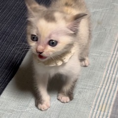 あたたかいご家族様にお迎えいただけました✨子猫ちゃん