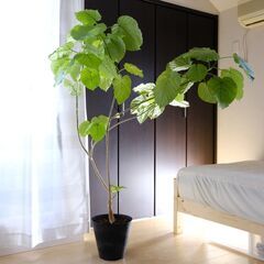 フィカス・ウンベラータ150cm　鉢付き　観葉植物