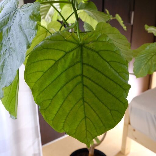 フィカス・ウンベラータ150cm　鉢付き　観葉植物