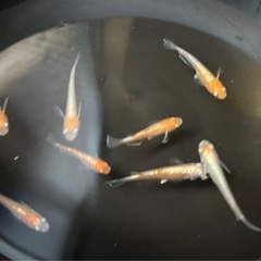 めだか（アマテラス　天照）