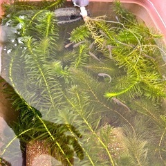 水草　アナカリスの画像