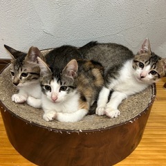 (お話中)とっても可愛い3兄妹🩵(左の子トライアル決定)