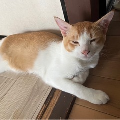 保護猫