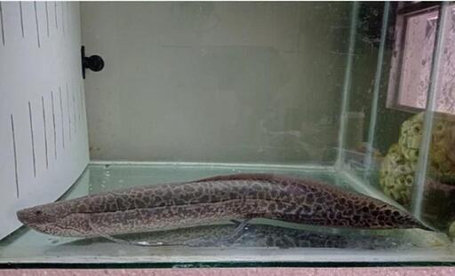 プロトプテルス エチオピクス 28cm ぐらい ワイルド