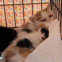 白三毛猫とても仲良し姉妹　活発な性格のミケチヨちゃん　女の子　推定9か月 - 里親募集