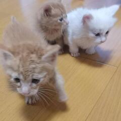 子猫 茶トラ2匹(オス)と白猫1匹(メス)