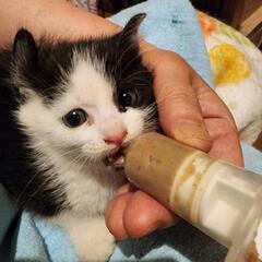 ニケ君のみの応募可　落ち着いた癒し系猫ニケ君　推定9か月 - 里親募集