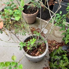 シマトネリコ　大型植木鉢
