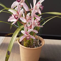 鉢植えシンビジューム(花色ピンク)差し上げます