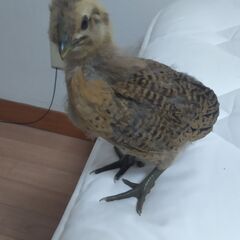 鶏(アローカナ)の雛
