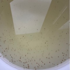 ミジンコミックス　1パック