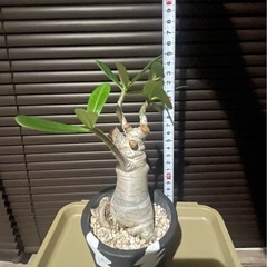 売約済　アデニウム　アラビカム　観葉植物　塊根植物の画像