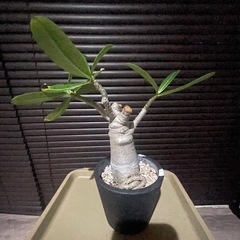 売約済　アデニウム　アラビカム　観葉植物　塊根植物の画像