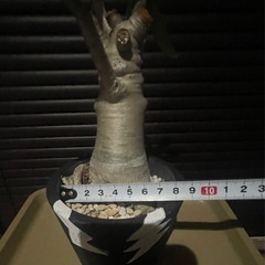 売約済　アデニウム　アラビカム　観葉植物　塊根植物の画像