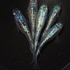 完売🙇🐟️ネプチューン🐟️ 5匹セット🉐キレイです✨️№10