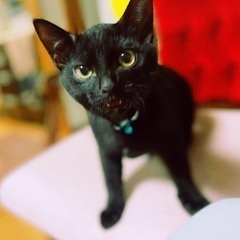 🐈‍⬛10月20日(日)🎃すみれペットクリニック様にて『立川地域...