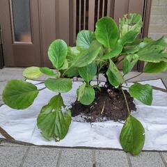 ヒマラヤユキノシタ