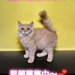 里親募集中！生後2ヵ月ラガマフィン♂(⋈◍＞◡＜◍)。✧♡ 