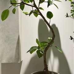フィカス/観葉植物/リアルグリーン